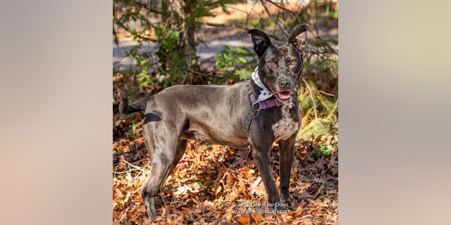 Sassy is described as a "silly, goofy girl." She is looking for her forever home.