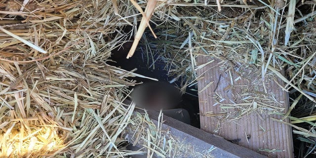 Seven illegal immigrants were discovered under the hay bale. 