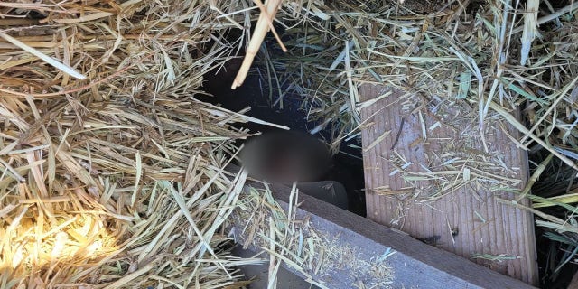 Seven illegal immigrants were discovered under the hay bale.