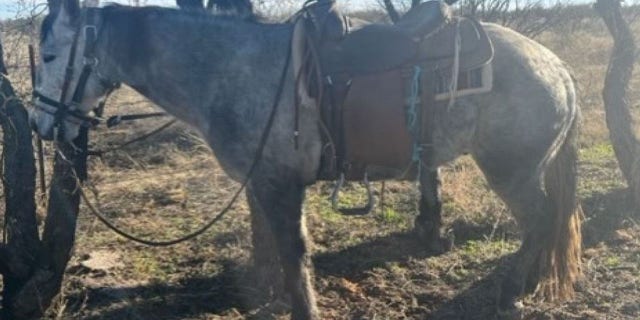Border Patrol says the man removed the horse from the tractor trailer.