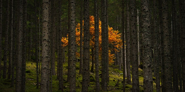 NatGeo photo contest honorable mention: On a road trip through the Austrian Alps, Alex Berger spotted a one-lane road that wound into the mountains and looped back on the map. He followed it alongside a small stream lined with walls of forest when he spotted this golden tree blooming from between the trunks.