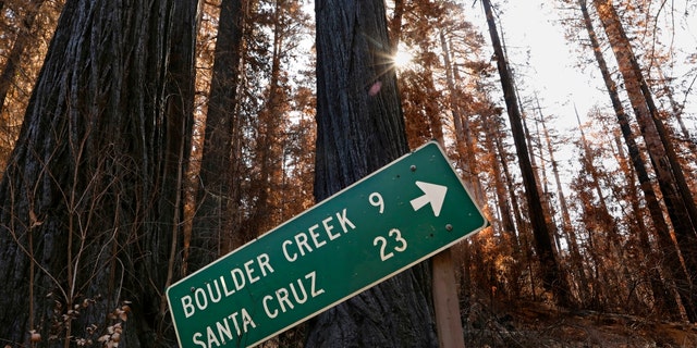 The Big Basin Redwoods State Park in California