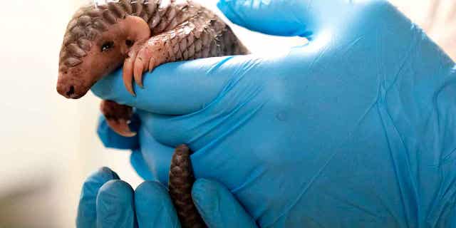 A baby Chinese pangolin gets ready to be weighed at the Prague Zoo in the Czech Republic, on Feb. 23, 2023. A female pangolin was born in the Prague Zoo on Feb 2, 2023.