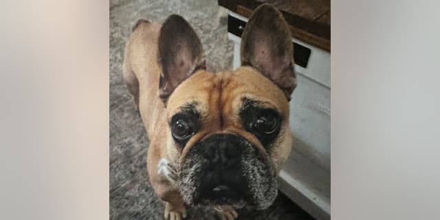Bennie the French bulldog escaped from an open door at his Houston Heights home, according to his owner, Steve Liollilo. Garden workers reportedly left the gate open.