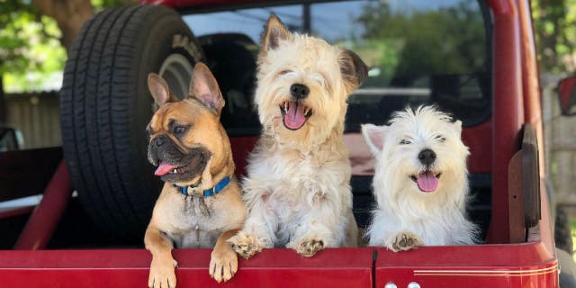 Bennie the French bulldog (left) has served as a guide dog and companion to Steve Liollilo's other dog, Ray, who was born without eyes.