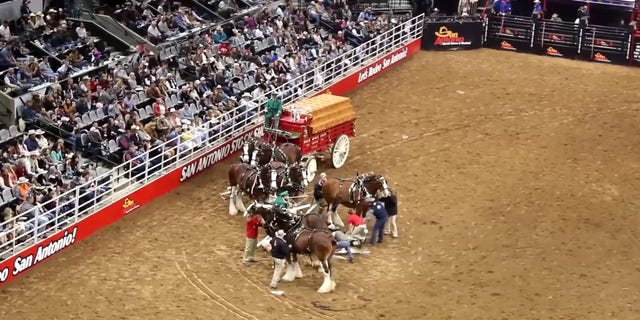 A team of iconic Budweiser Clydesdales got tangled up while hitched to a wagon at the San Antonio Stock Show and Rodeo in Texas on Sunday.