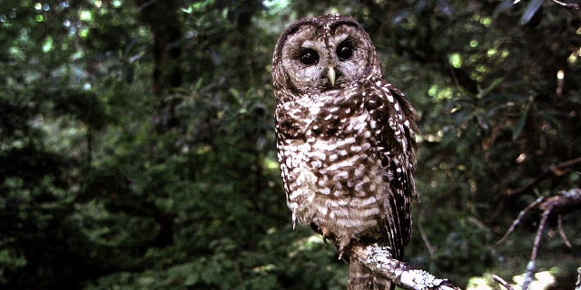 A northern spotted owl sits on a branch in Point Reyes, California, in June 1995.
