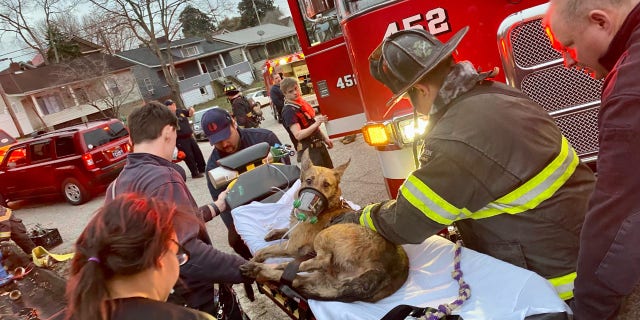 Tony, a 5-year-old German shepherd, was rescued and resuscitated by a team a of firefighters from the Charleston Fire Department.