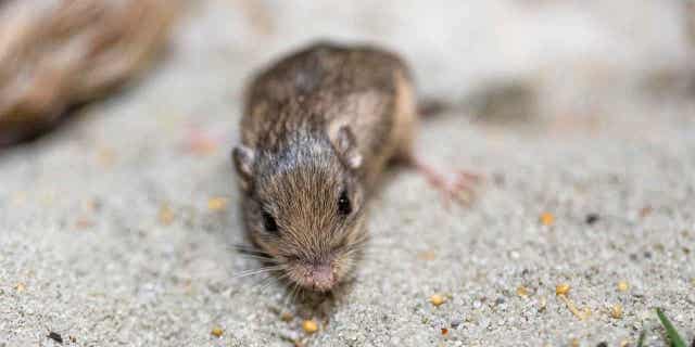 A Pacific pocket mouse named Sir Patrick Stewart is pictured above. On Feb. 8, 2023, Stewart, 9, received a Guinness World Records title for longevity for being the oldest living mouse in human care.