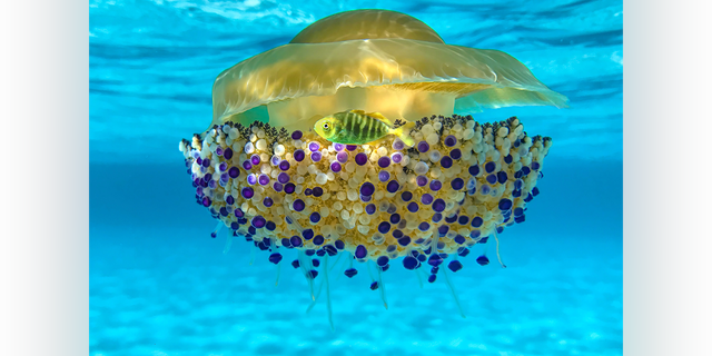 The "Cassiopea in the Blue" mobile phone photo submission captured by Alessandro Buzzichelli shows a swarm of Cassiopea jellyfish in Sardinia, Italy.