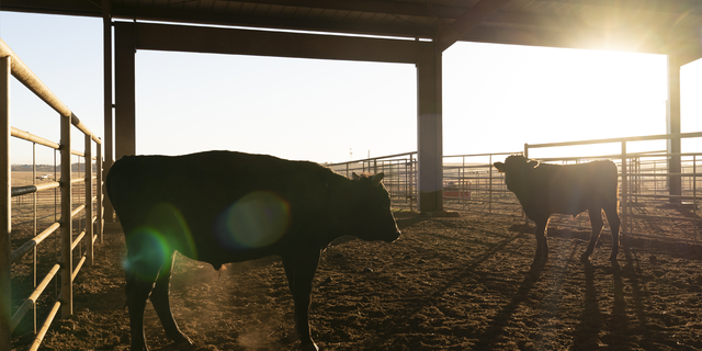 Wagyu cattle are fed a special diet — some are even given massages.