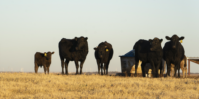 Black angus cattle