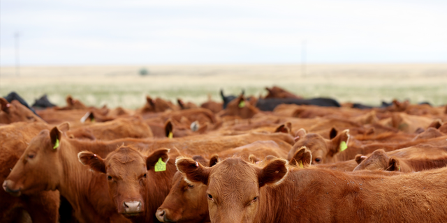 Two New Mexico ranchers said Biden's border policies have made their jobs more difficult. Todd Wilkinson of the National Cattleman's Beef Association praised the Biden administration for engaging with the ranching community, however.