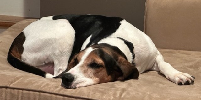 Weisberg's rescue dog, Chip, takes a nap after service dog training.