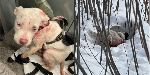 A puppy that has been named "Taho" is being cared for by police in Minnesota after it was thrown out of a window during a chase.