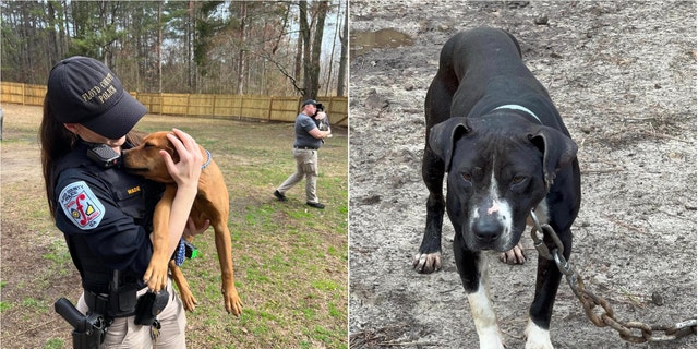 Georgia police rescued 17 pit bulls from a dog fighting arena.