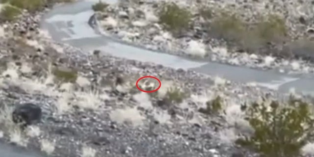 A dog named Ghost was spotted living with a pack of wild coyotes outside of Las Vegas.