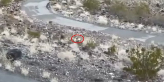 A dog named Ghost was spotted living with a pack of wild coyotes outside of Las Vegas.