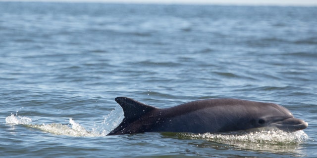 Lumba-lumba hidung botol muncul di Sungai Potomac dekat Reedville, Virginia, pada 25 September 2019.
