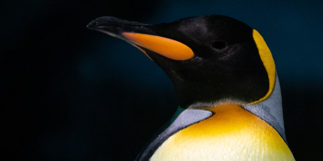 An emperor penguin (Aptenodytes forsteri) pictured in its enclosure at Loro Parque zoo.