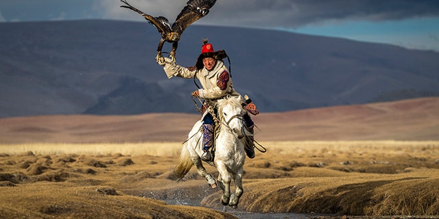 NatGeo photo contest honorable mention: Asiilbek, a nomadic Kazakh eagle hunter, preps his golden eagle, Burged, for a horseback hunt in the grasslands outside Bayan-Ölgii, the westernmost province of Mongolia. 