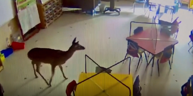 The Evergreen Elementary School says the deer roamed the classroom for "a couple of hours."