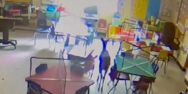Eventually, the deer "decided to leave" the classroom, the Evergreen Elementary School says. It is shown here walking toward the window it jumped through.
