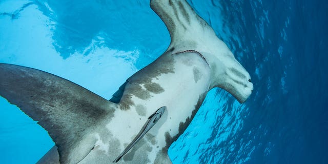Un gran tiburón martillo (Sphyrna mokarran) nada cerca de la superficie el 24 de diciembre de 2007 en Bimini, Bahamas, Mar Caribe.