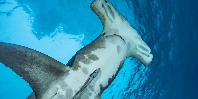 A great hammerhead shark (Sphyrna mokarran) swimming close to the surface on Dec. 24, 2007 in Bimini, Bahamas, Caribbean Sea.