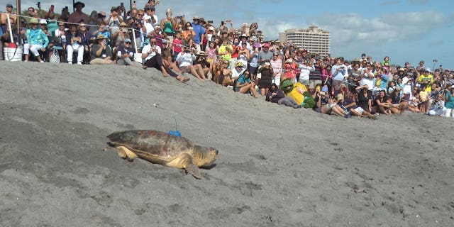 A loggerhead sea turtle named Rocky was released into the Atlantic Ocean on Feb. 15, 2023 in Juno Beach, Fla after spending six weeks rehabbing at Loggerhead Marinelife Center.
