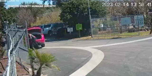 Surveillance video captures a Florida woman stop her car, open her trunk and pull out puppies one by one as the suspect throws them into bushes at an animal shelter. 