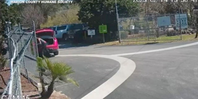 Surveillance video captures a Florida woman stop her car, open her trunk and pull out puppies one by one as the suspect throws them into bushes at an animal shelter.