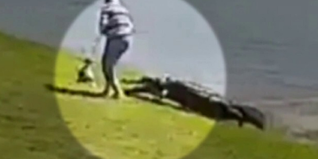 In surveillance footage obtained by "Inside Edition," the alligator could be seen approaching Gloria Serge before the attack Monday in Fort Pierce, Florida.