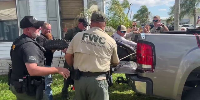 The elderly woman was taken to the ground with the alligator then biting her feet, and them she was dragged into the water.