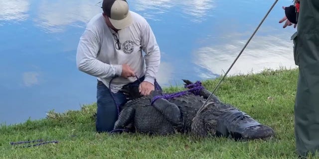 According to a Florida Fish and Wildlife Conservation Commission accident report, Gloria Serge, 85, was outside walking her dog in Fort Pierce, Florida, on Monday by a retention pond behind her house when the 10-foot-long alligator crawled up from the water and first tried to attack her dog, according to FOX 35.
