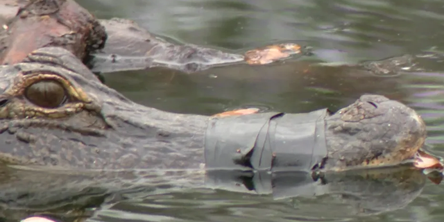 An alligator was spotted with a taped mouth in Brandon, Florida.