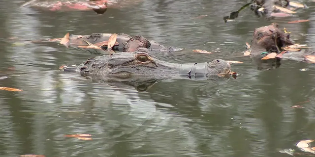 The alligator that was rescued from a retention pond in Brandon, Florida, was determined to be female, a spokesperson for the Florida Fish and Wildlife Conservation told Fox News Digital.
