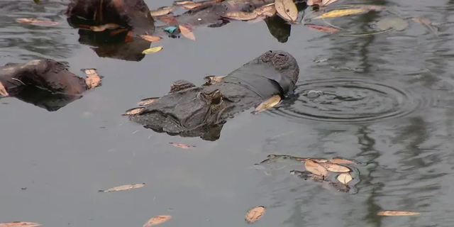 The Florida Fish and Wildlife Conservation reports that contracted trappers had a hard time capturing the wild alligator that had a taped mouth in Brandon, Florida.