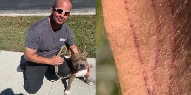 Paul Broadhurst had scratches after rescuing his daughter's dog from a bobcat attack.