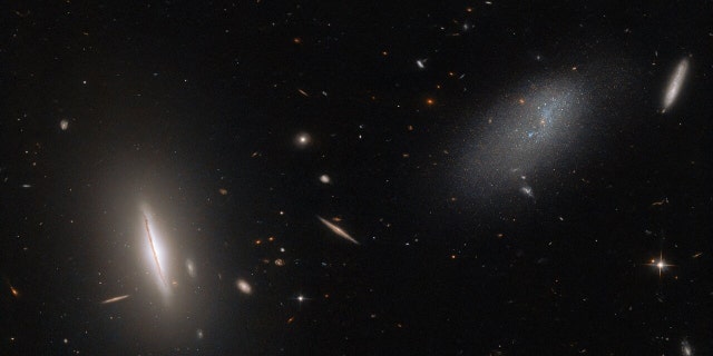 This image from the NASA/ESA Hubble Space Telescope features the galaxy LEDA 48062 in the constellation Canes Venatici. LEDA 48062 is the faint, sparse, amorphous galaxy on the right side of this image, and it is accompanied by a more sharply defined neighbor on the left, the large, disc-like lenticular galaxy UGC 8603. A smattering of more distant galaxies also litter the background, and a handful of foreground stars are also visible throughout the image.
