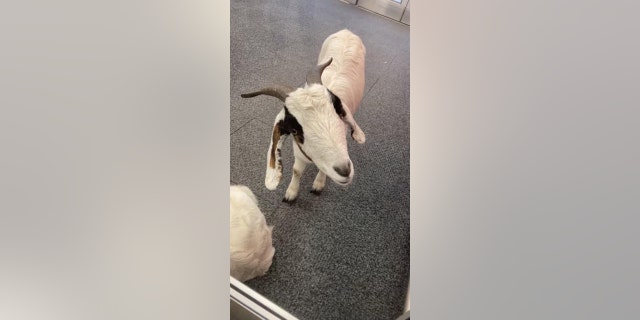 A Target employee and a shopper were able to contain the two goats in the entryway of the building.