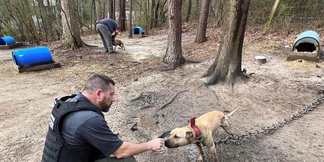 On Tuesday, the Floyd County Police Department rescued 17 pit bulls.