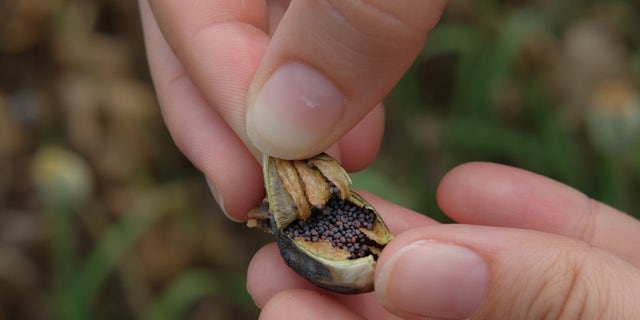 A young woman opens a poppy pod to reveal the seeds inside at a farmer's poppy field on July 22, 2018 Podkozi, Czech Republic.