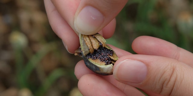 A young woman opens a poppy pod to reveal the seeds inside at a farmer's poppy field on July 22, 2018 Podkozi, Czech Republic.