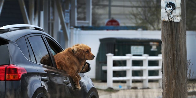 A golden retriever enjoys the breeze while traveling in a vehicle.