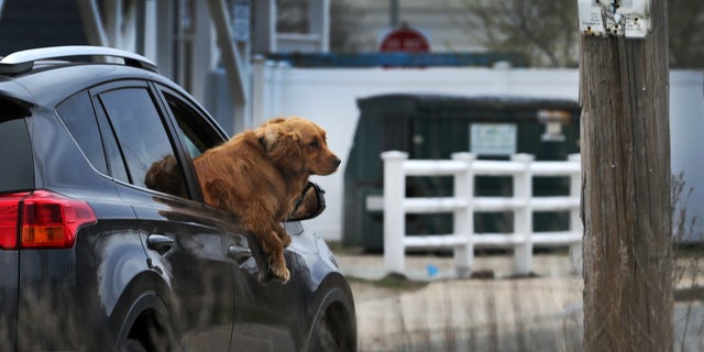 A golden retriever enjoys the breeze while traveling in a vehicle.