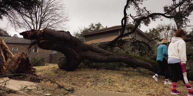 A large oak tree lies in the backyard of a home after a winter storm in Austin, Texas, USA, on Friday, February 3, 2023.