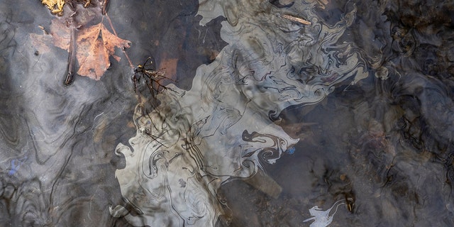 Petroleum based chemicals float on the top of the water in Leslie Run creek on February 20, 2023, in East Palestine, Ohio.  