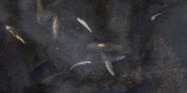An oily film over dead fish at Leslie Run creek in East Palestine, Ohio, on Feb. 20.