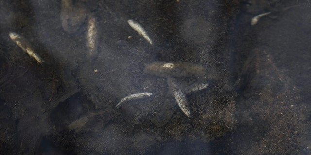 An oily film flows over dead fish at Leslie Run creek in East Palestine, Ohio, US, on Monday, Feb. 20, 2023. 